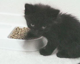 kitten eating food