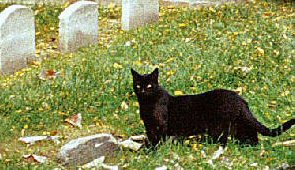 cat in cemetery