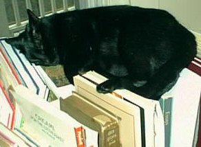 cat sleeping on books