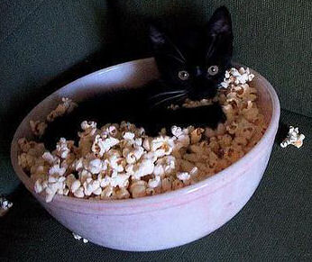 kitten in bowl of popcorn