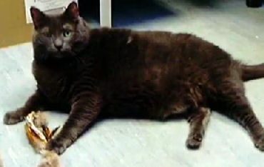 overweight black cat