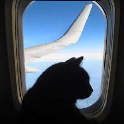 cat on a plane