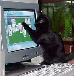 cat at computer