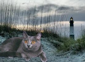 cat and lighthouse