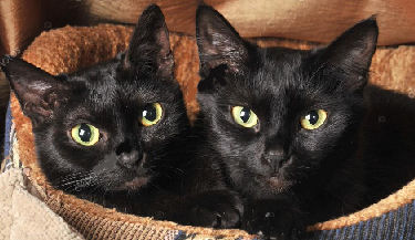 two black cats