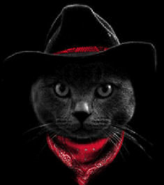 cat in cowboy hat