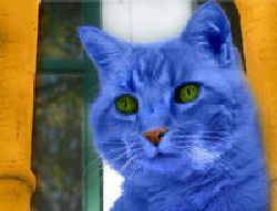 blue cat