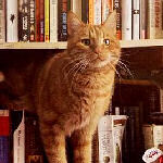 orange cat on a bookshelf