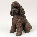 chocolate poodle