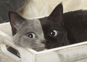 cat with half black face