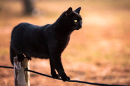 cat walking on wire