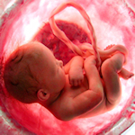 fetus in woman