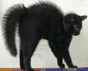 cat with hunched back