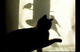 cat looking out window