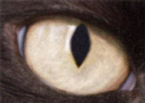 cat's eye