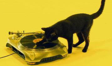 cat with turntable