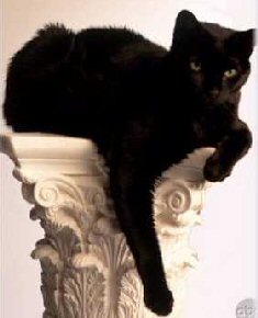 cat on pedestal