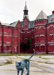 cat in front of asylum