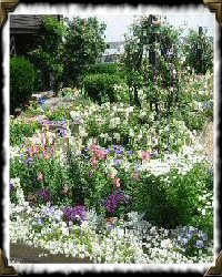 garden flowers