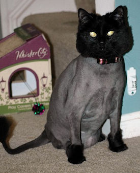 cat with hair shaved