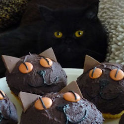 cat with cupcakes