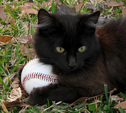 kitten with baseball