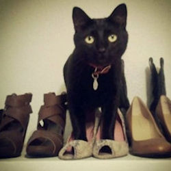 cat with shoes