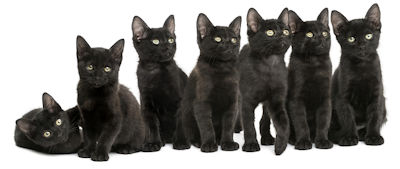 seven black cats