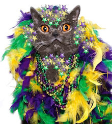 cat dress for Mardi Gras