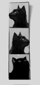 cat photo strip