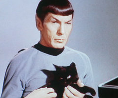 Spock with cat