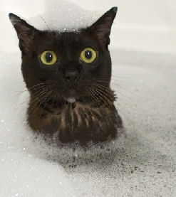 cat in bathtub