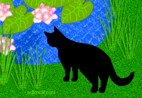 cat looking in water