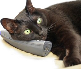 cat on phone