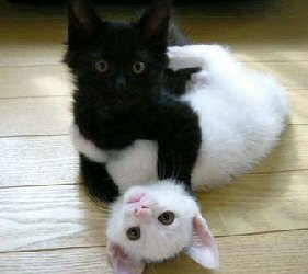 black cat with paws around white cat's neck