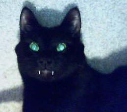 vampire cat