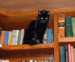 cat on bookshelf