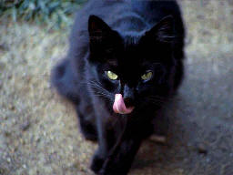 cat licking chops