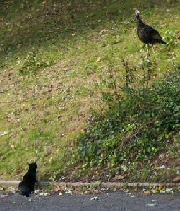 cat and turkey