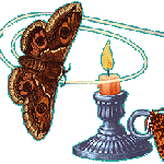 moth and candle