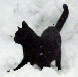 cat in snow
