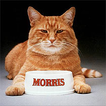 Morris the Cat