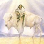 white buffalo and Native American