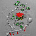 bleeding rose tattoo