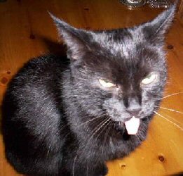 cat sticking tongue out
