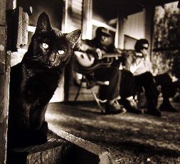 cat with banjo players