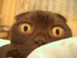 cat with bulging eyes