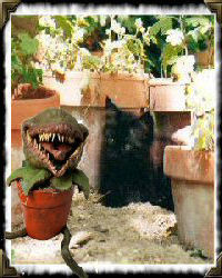 cat by flower pots