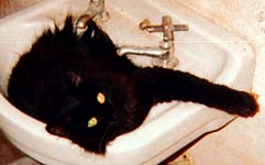 cat in sink