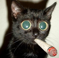 cat smoking